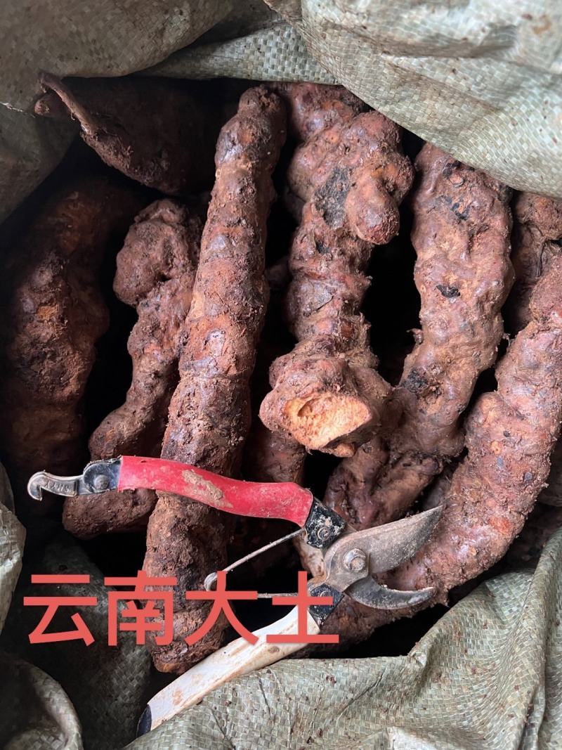 【品质】云南土茯苓量大优惠对接全国批发欢迎来电咨询
