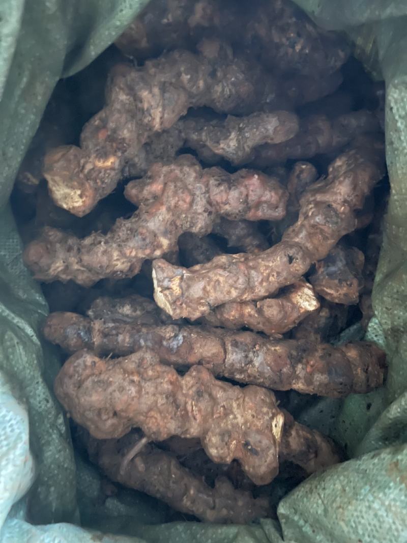 【品质】云南土茯苓量大优惠对接全国批发欢迎来电咨询