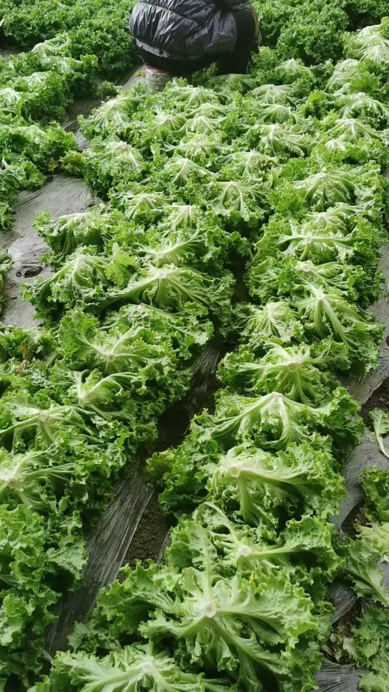 生菜，基地供货新鲜现摘现发，常年大量供应