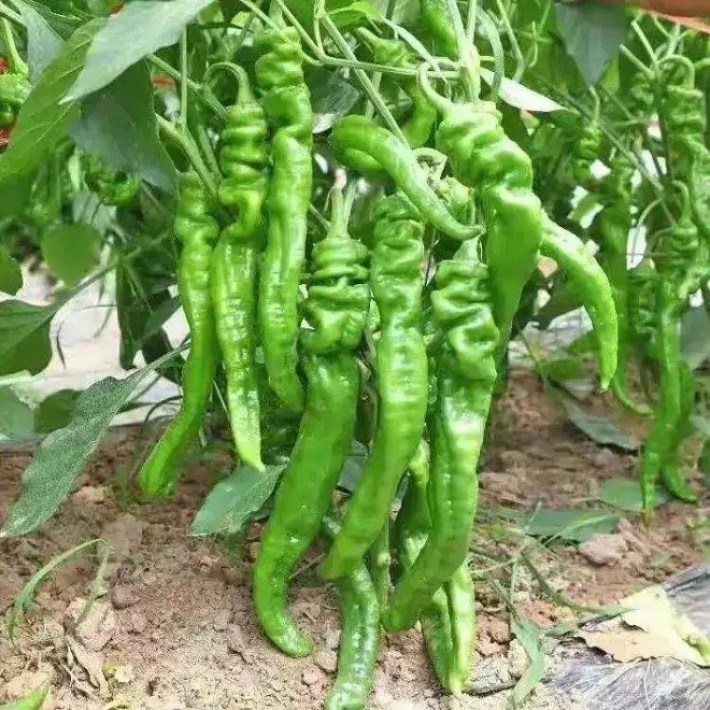 宁夏鲜辣椒/螺丝椒/品质保证/价格优惠/陇椒