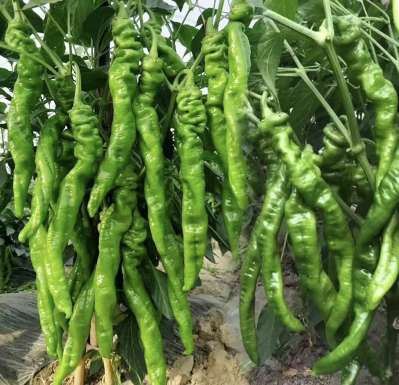 宁夏鲜辣椒/螺丝椒/品质保证/价格优惠/陇椒
