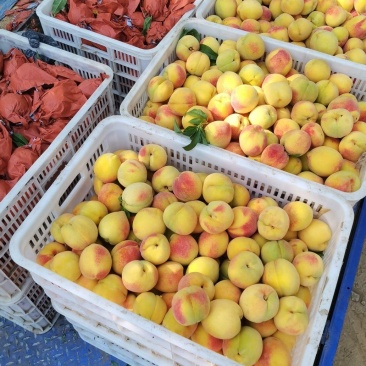 80亩锦绣黄桃开园了