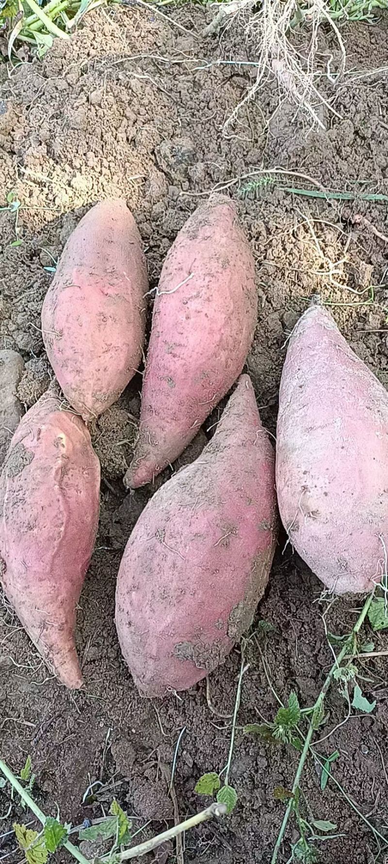精品红薯西瓜红红薯条形好无虫眼口感好全国发货