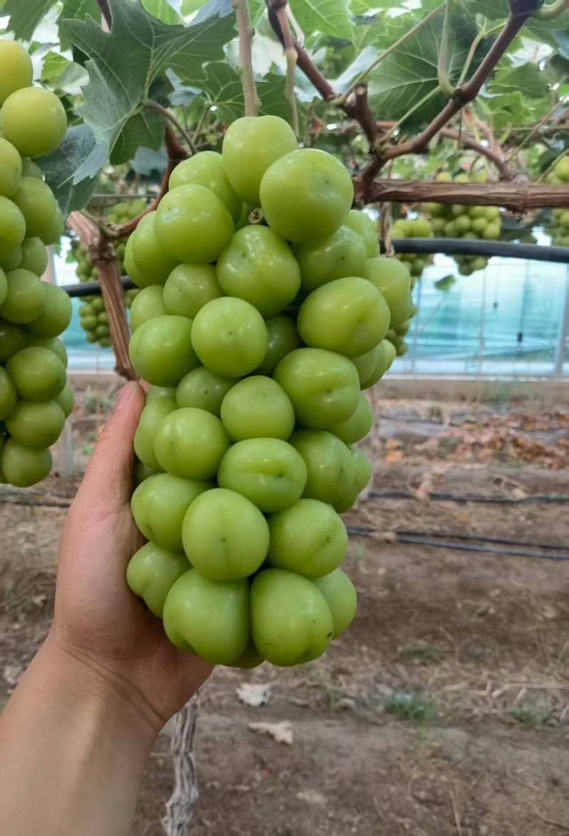 阳光玫瑰大量上市
