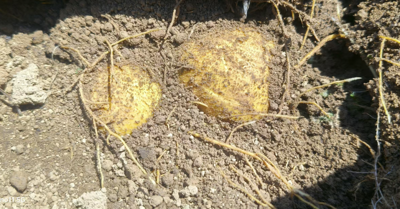 金果榄种子地苦胆（籽）部分地区可包邮（可预订价格可协商）