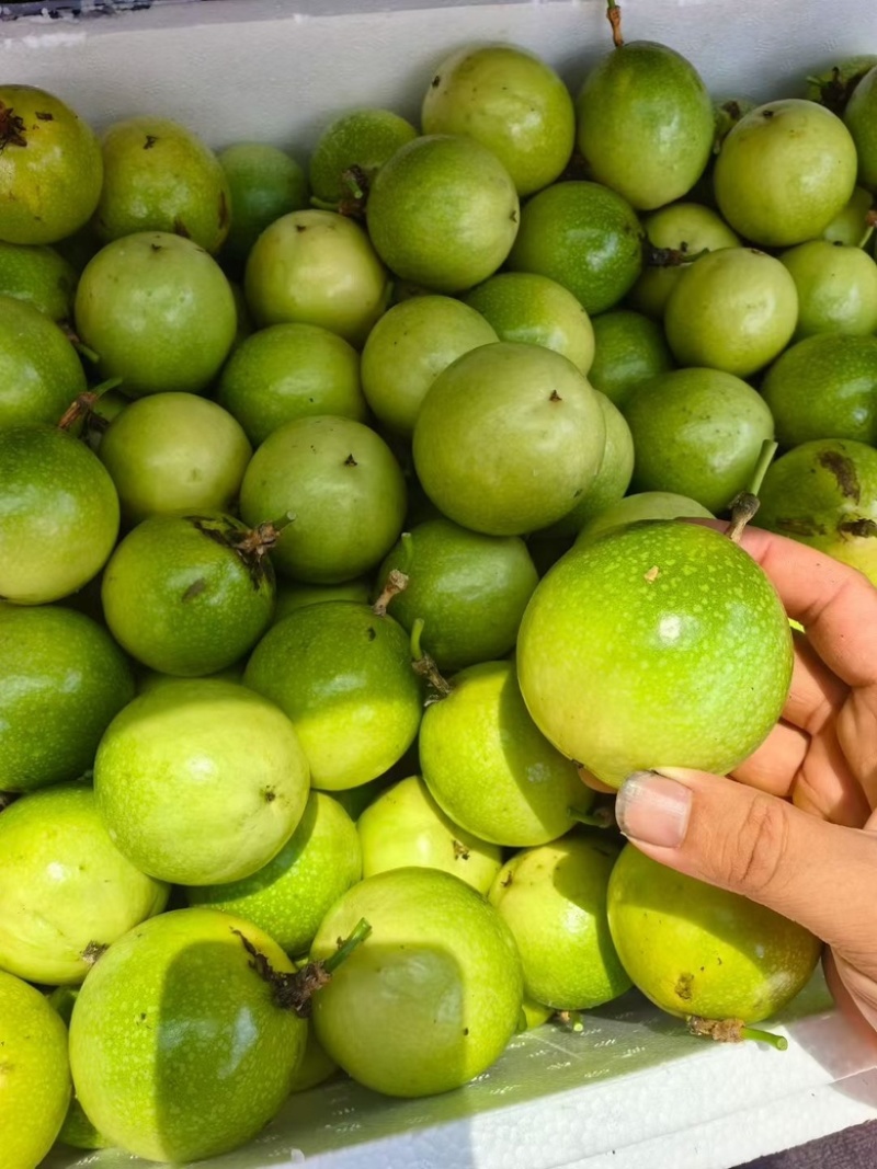 钦蜜九号百香果