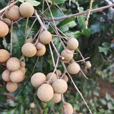 龙眼
