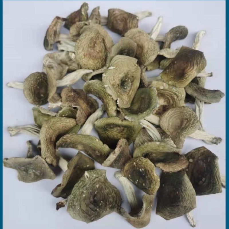 青头菌干货木蘑菇梨菇云南野生菌新鲜青头产地直销松树菌包邮新货