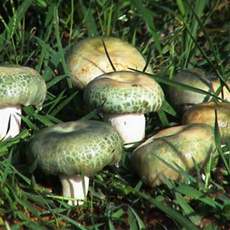 青头菌干货木蘑菇梨菇云南野生菌新鲜青头产地直销松树菌包邮新货