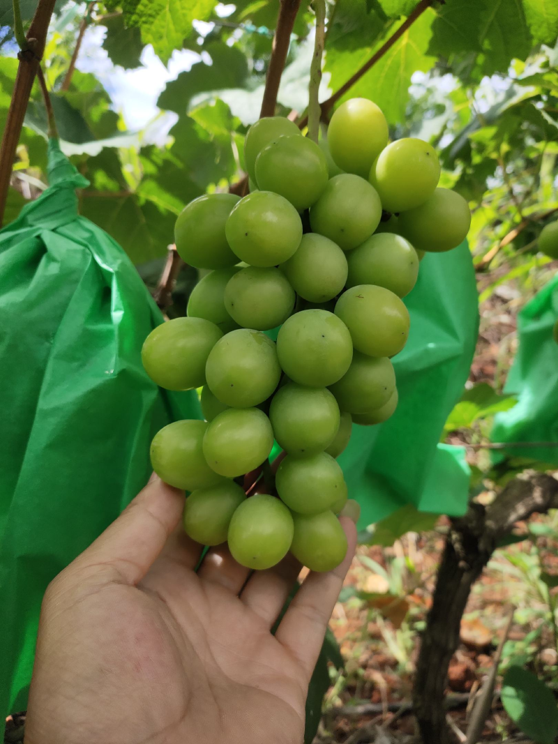 （牛商优选）阳光玫瑰云南大理阳光玫瑰货源充足代发全国