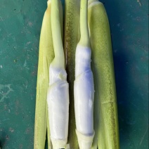 美人茭大量批发对接各大商超产地直发