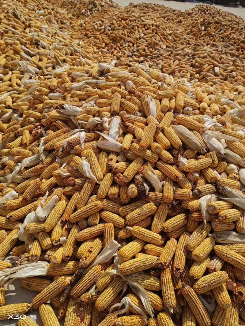 河南开封新鲜玉米棒成熟大量上市中