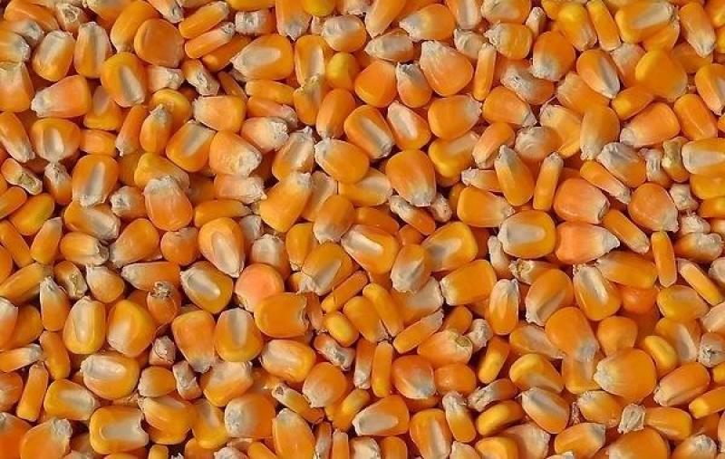 河南开封新鲜玉米棒成熟大量上市中