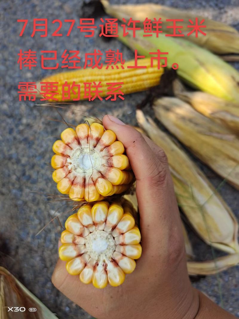 河南开封新鲜玉米棒成熟大量上市中
