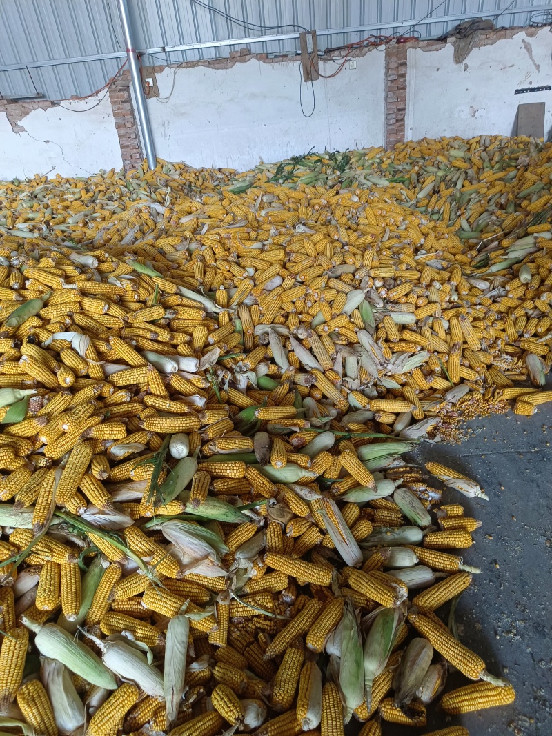 河南开封新鲜玉米棒成熟大量上市中