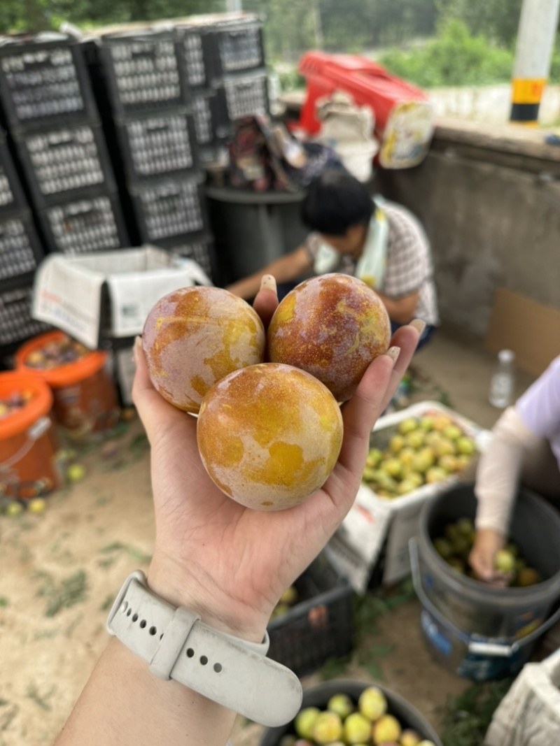 大量李子已成熟了