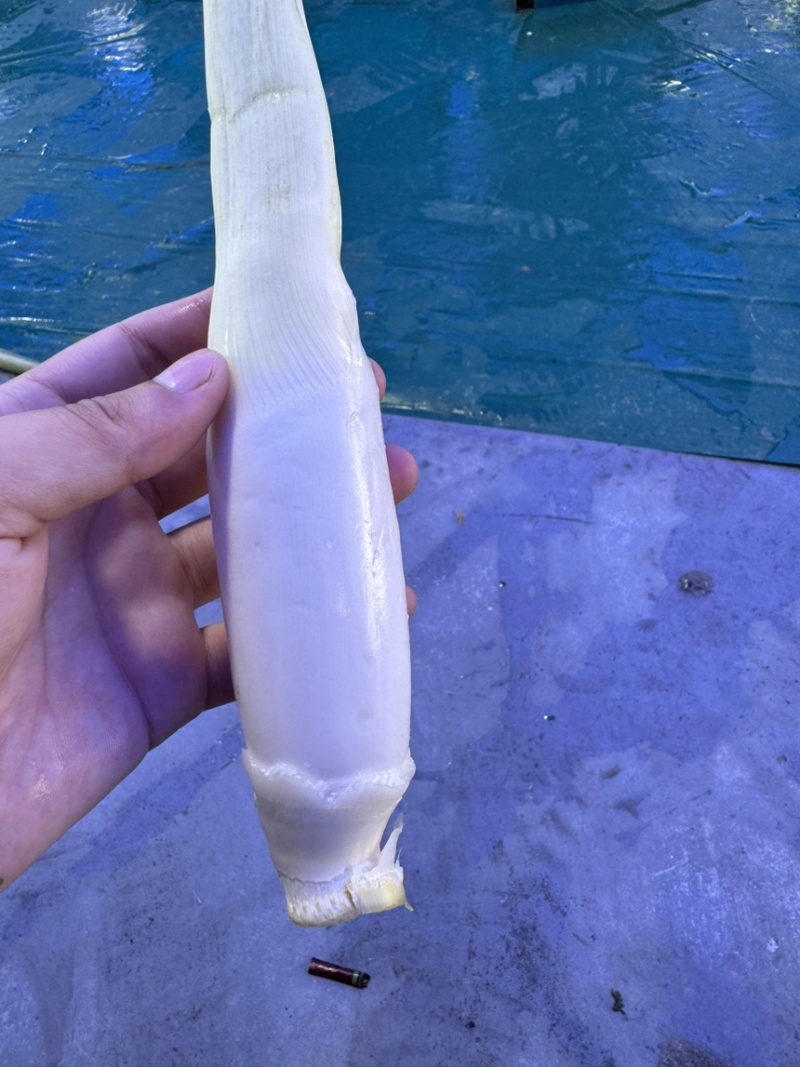 浙江精品美人茭大量批发对接各大商超产地直发