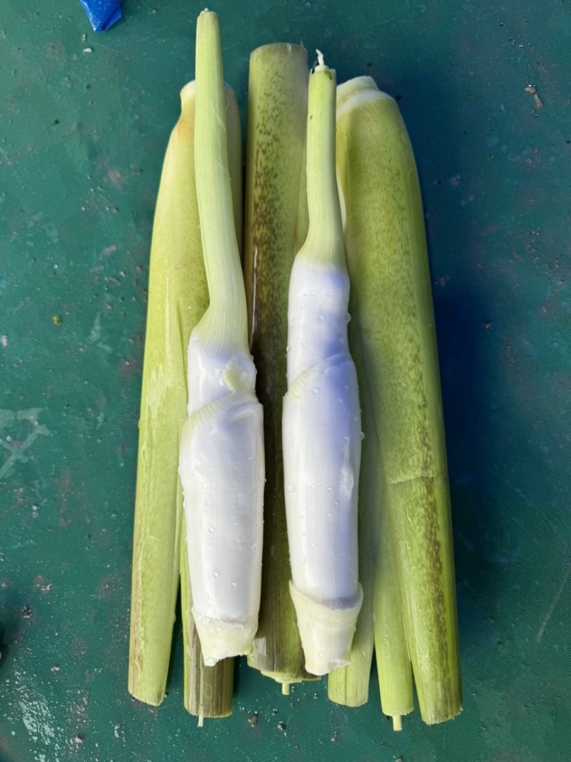 浙江精品美人茭大量批发对接各大商超产地直发