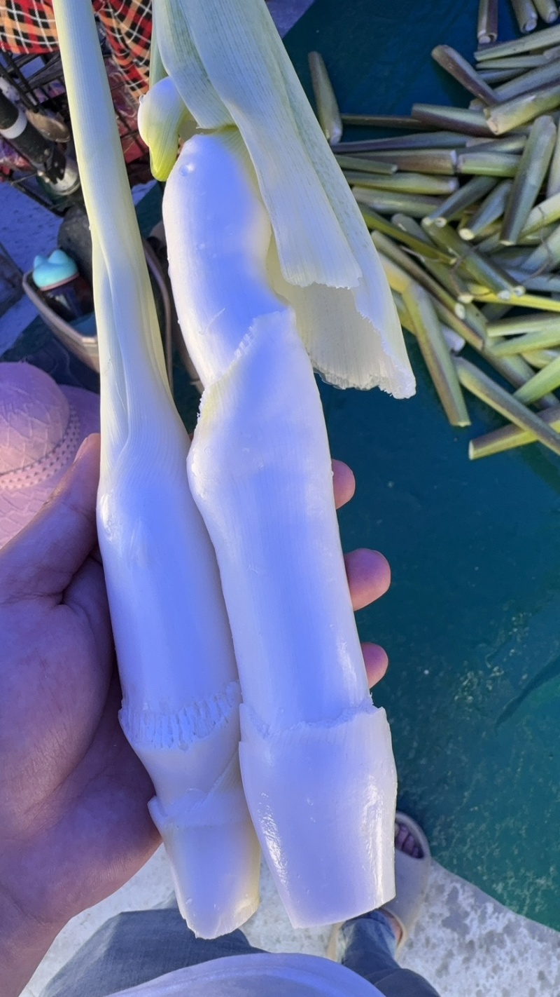 浙江精品美人茭大量批发对接各大商超产地直发