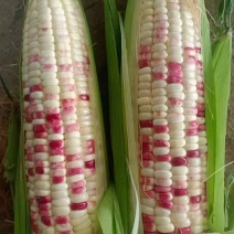 精品花糯玉米产地发货一手货源批发质量保证价格便宜欢迎咨询