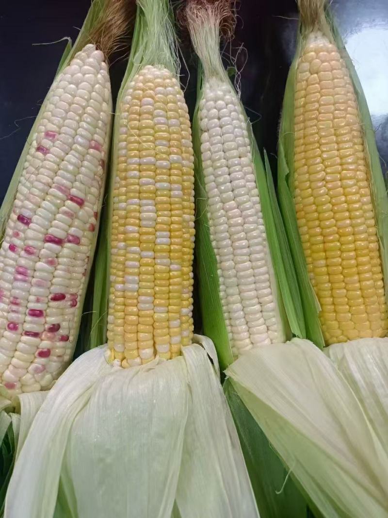 精品花糯玉米产地发货一手货源批发质量保证价格便宜欢迎咨询