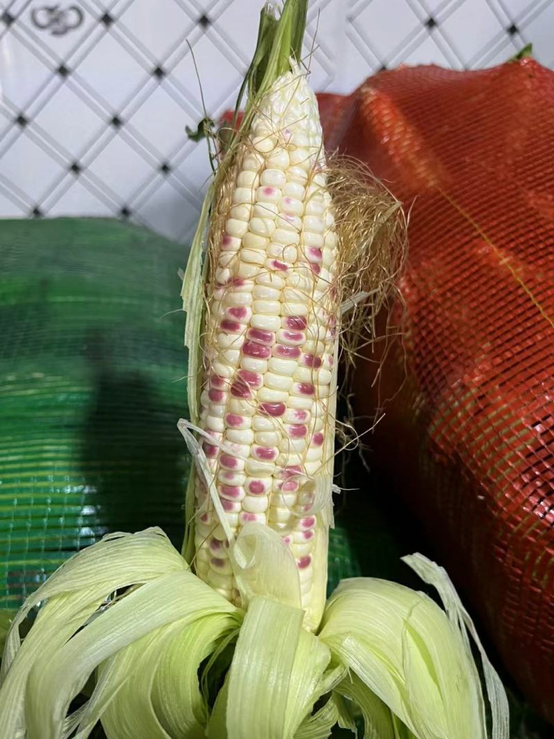 精品花糯玉米产地发货一手货源批发质量保证价格便宜欢迎咨询