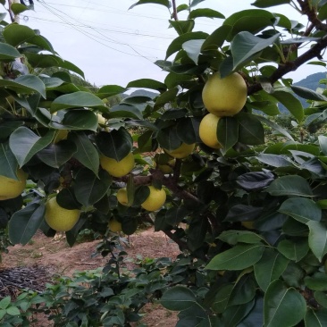 苍溪黄金梨
