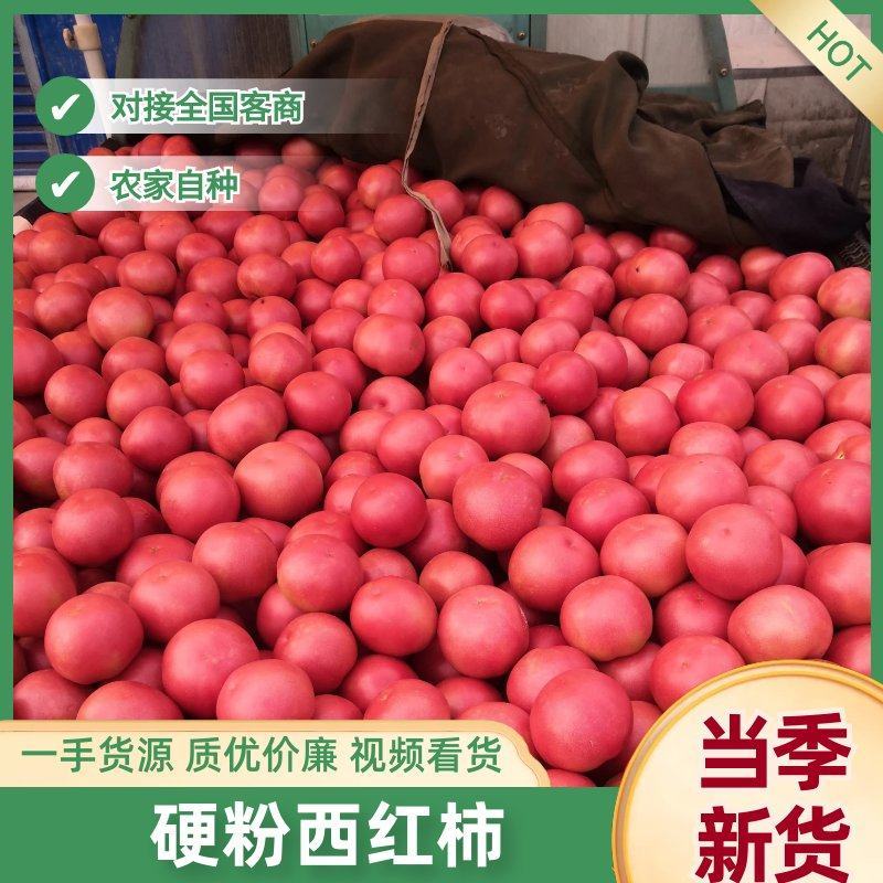 河南西红柿，弧三起步，产地直发，货源充足，欢迎来电订购！