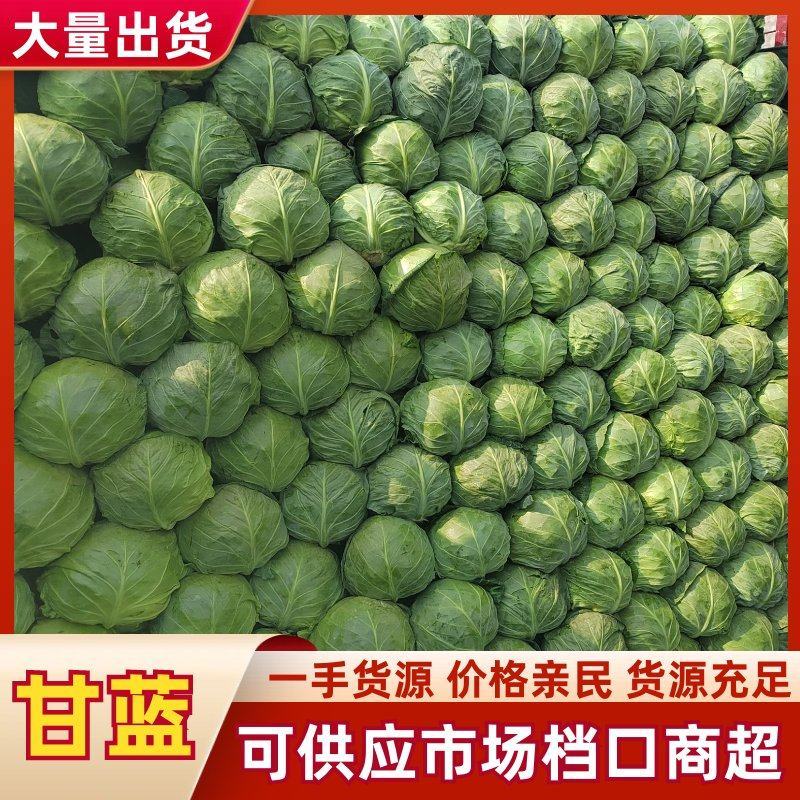河南甘蓝，包菜个头均匀，产地直发，货源充足！欢迎来电
