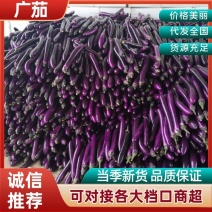 河南广茄长茄，黑金刚。产地直采，货源充足，欢迎来电！