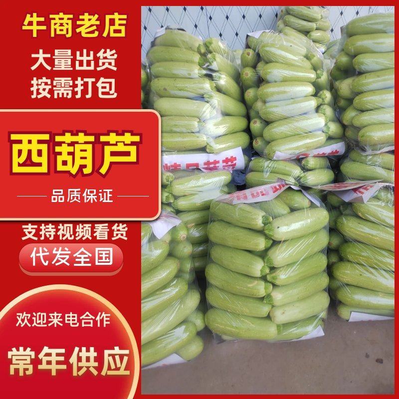 河南西葫芦基地直采瓜条油亮保质保量欢迎来电