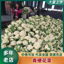 河南松花菜青梗面白基地直采欢迎来电咨询