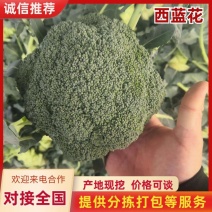 河南西蓝花个头均匀产地直发货源充足欢迎来电订购