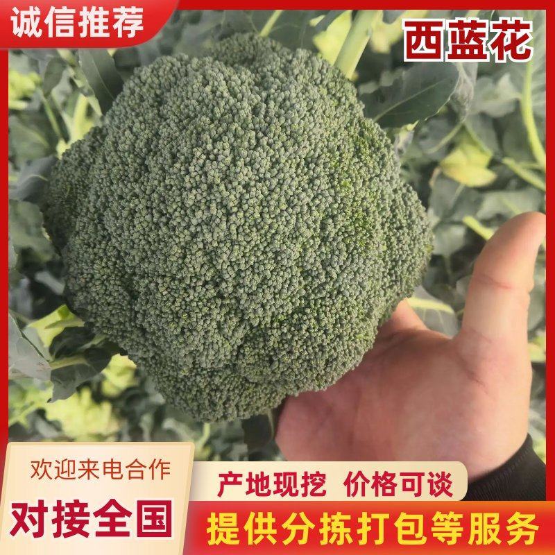 河南西蓝花个头均匀产地直发货源充足欢迎来电订购