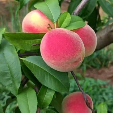 青州蜜桃成熟时，脆甜离核的桃子，欢迎全国各地老板发货