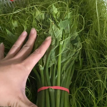 龙须菜精品