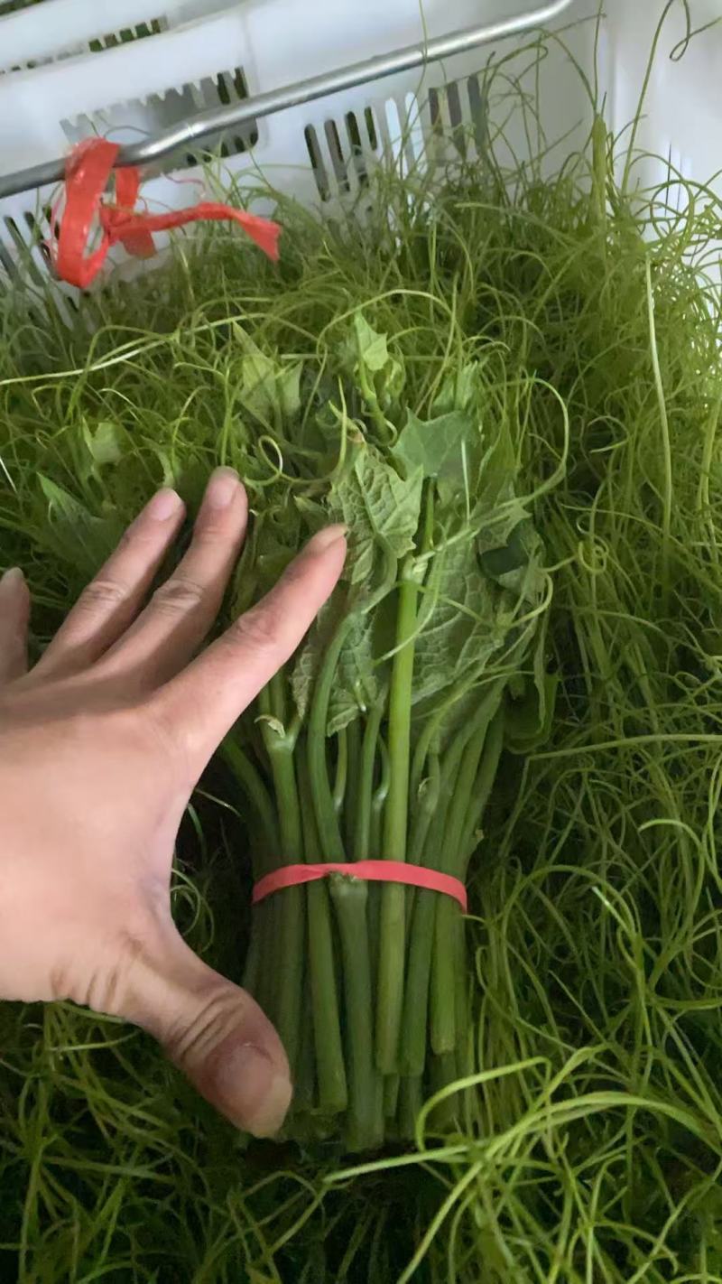 龙须菜精品