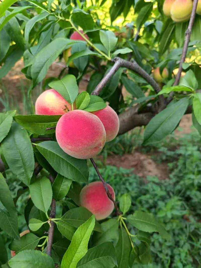 青州蜜桃成熟时，脆甜离核的桃子，欢迎全国各地老板发货