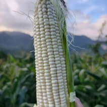 精品白糯玉米产地发货一手货源批发品质保证价格便宜欢迎联系