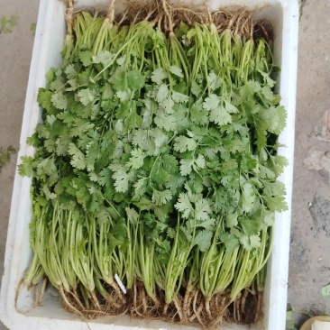 香菜，精品香葱，泡沫箱香菜