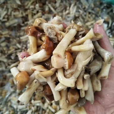 欢了各位老板咨询！