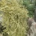 槐米