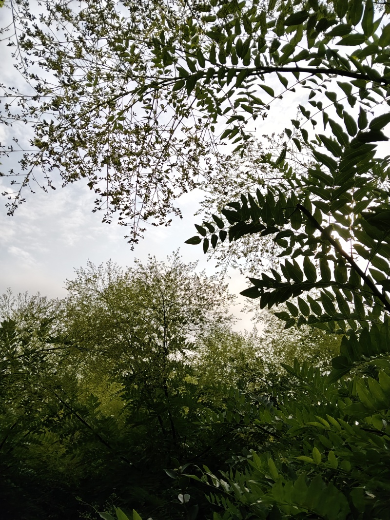 槐米