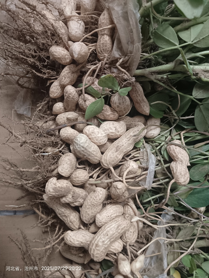 沧州东光鲜花生