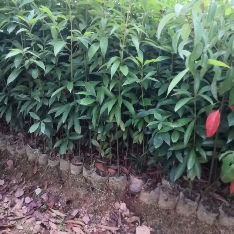 楠木杯苗货源充足价格实惠对接全国各地采购商欢迎咨询问价