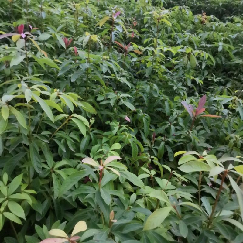 楠木杯苗货源充足价格实惠对接全国各地采购商欢迎咨询问价