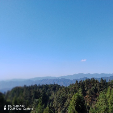 杉木，松树