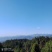 杉木，松树