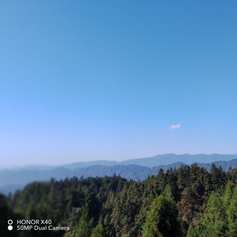 杉木，松树