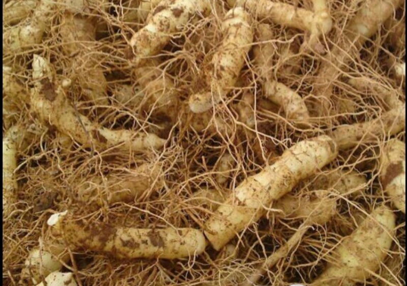 连州星子玉竹